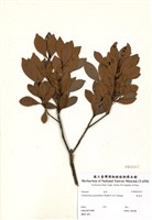 藏品(厚皮香)的圖片
